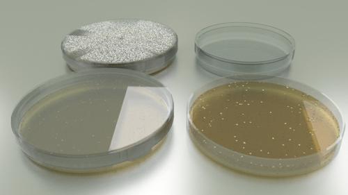 Petri Dish with Bacteria Colony preview image